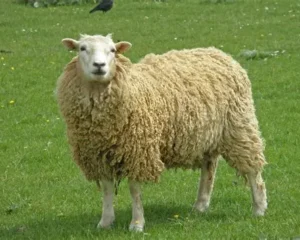 1/7 Part of whole sheep