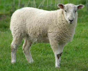 Whole Sheep